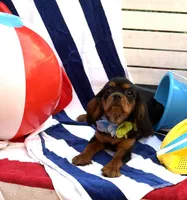 AKC Tucker, a male Cavalier King Charles Spaniel for sale in St. Louis, MO – 3 of 7