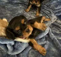 AKC Tucker, a male Cavalier King Charles Spaniel for sale in St. Louis, MO – 7 of 7