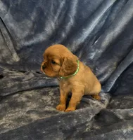 AKC Murphy, a male Cavalier King Charles Spaniel for sale in St. Louis, MO – 10 of 10