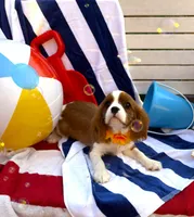 AKC Charlie, a male Cavalier King Charles Spaniel for sale in St. Louis, MO – 1 of 9