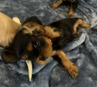 AKC Tucker, a male Cavalier King Charles Spaniel for sale in St. Louis, MO – 6 of 7