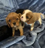 AKC Murphy, a male Cavalier King Charles Spaniel for sale in St. Louis, MO – 9 of 10