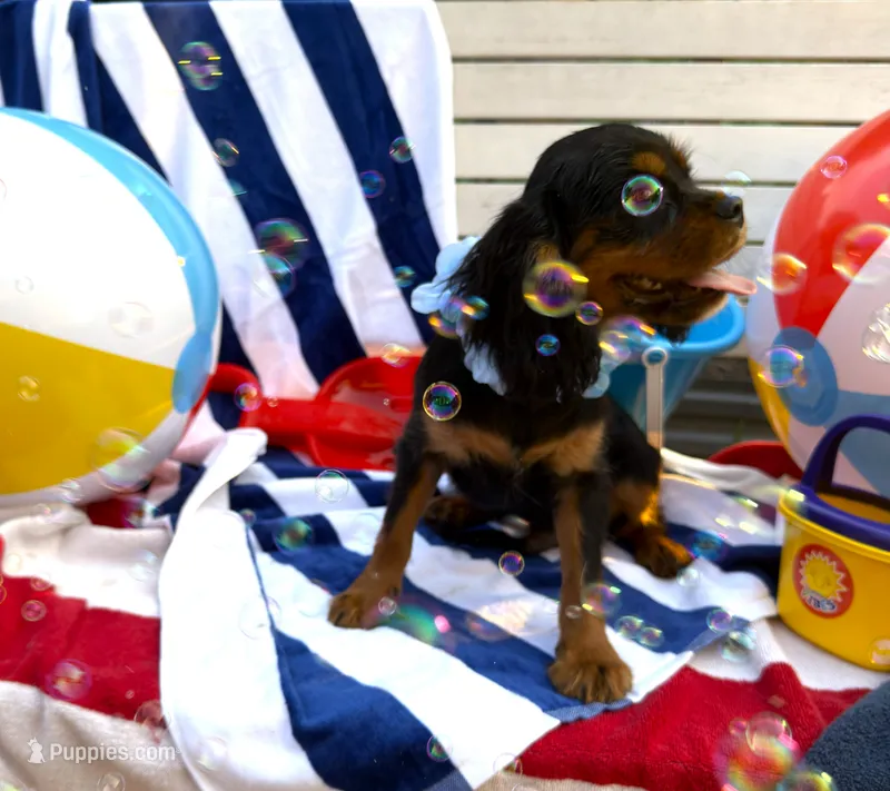 AKC Cooper – Cavalier King Charles Spaniel puppy for sale in St. Louis, MO