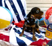 AKC Cooper, a male Cavalier King Charles Spaniel for sale in St. Louis, MO – 1 of 6