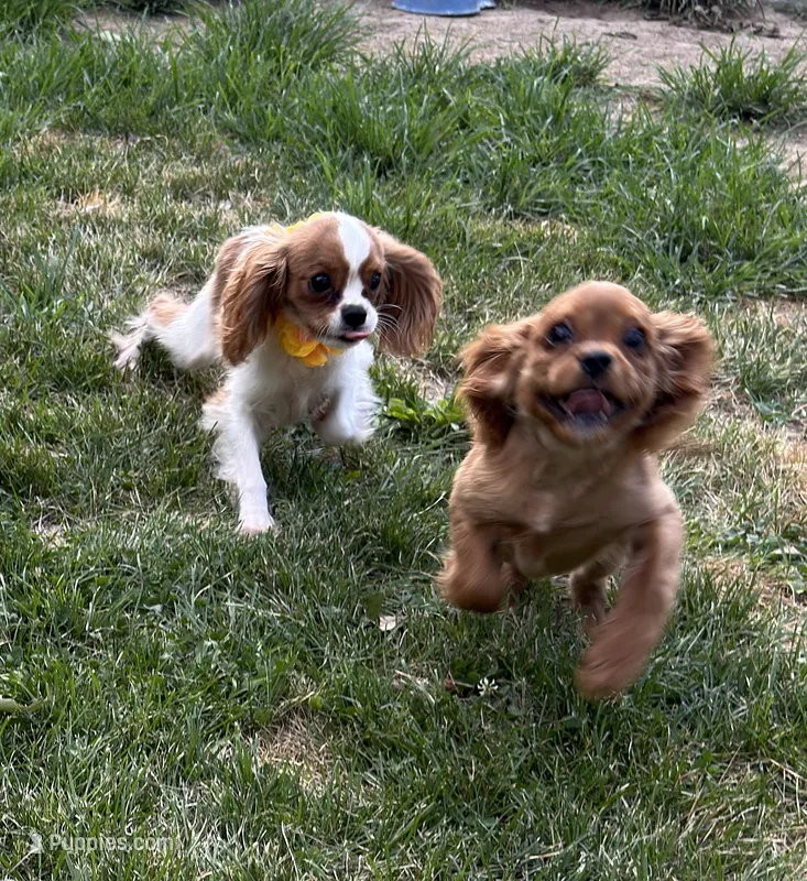 AKC Murphy – Cavalier King Charles Spaniel puppy for sale in St. Louis, MO
