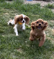 AKC Murphy, a male Cavalier King Charles Spaniel for sale in St. Louis, MO – 7 of 10