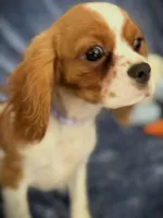 Daisy, a female Cavalier King Charles Spaniel for sale in St. Louis, MO – Photo 7 of 7