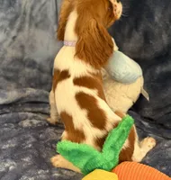 Daisy, a female Cavalier King Charles Spaniel for sale in St. Louis, MO – Photo 4 of 7