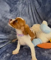 Daisy, a female Cavalier King Charles Spaniel for sale in St. Louis, MO – Photo 2 of 7