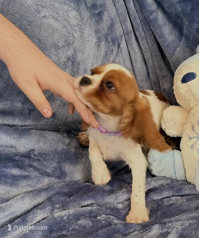 Daisy – Cavalier King Charles Spaniel puppy for sale in St. Louis, MO