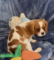 Daisy, a female Cavalier King Charles Spaniel for sale in St. Louis, MO – Photo 6 of 7