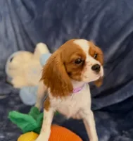 Daisy, a female Cavalier King Charles Spaniel for sale in St. Louis, MO – Photo 3 of 7