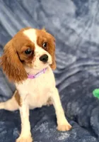 Daisy, a female Cavalier King Charles Spaniel for sale in St. Louis, MO – Photo 5 of 7