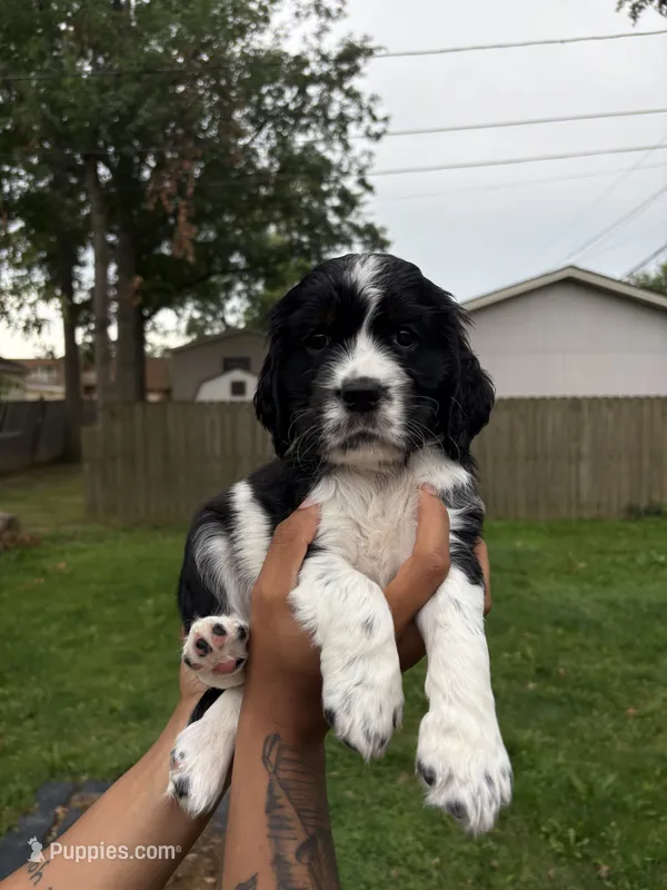 bolt – English Springer Spaniel puppy for sale in Lorain, OH
