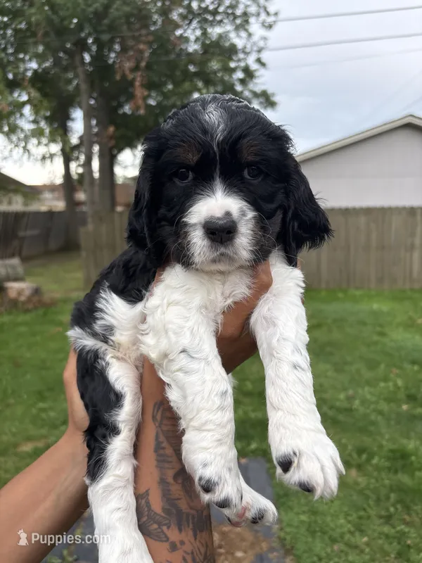 ruby – English Springer Spaniel puppy for sale in Lorain, OH