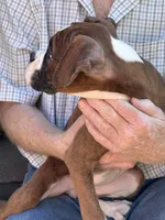 Princess Diana, a female Boxer for sale in California, MO – Photo 2 of 3