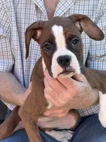 Princess Diana, a female Boxer for sale in California, MO – Photo 3 of 3