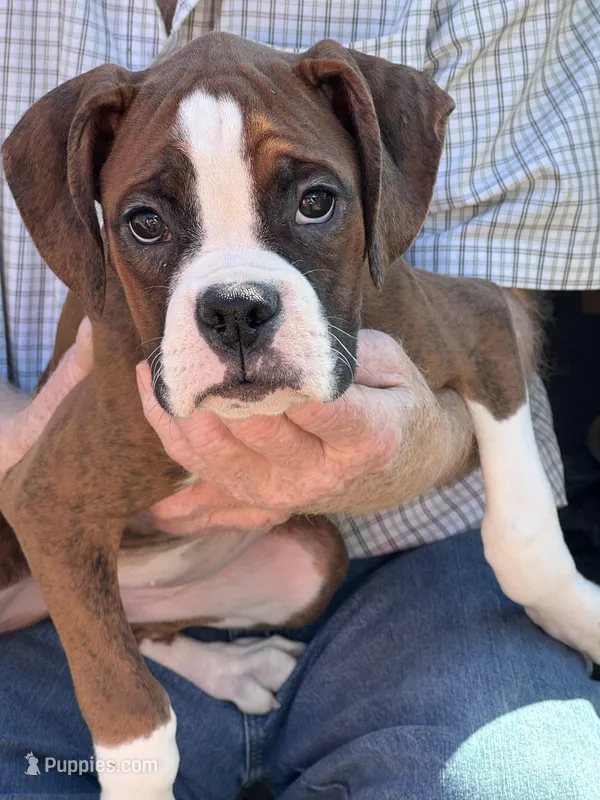 Princess Diana – Boxer puppy for sale in California, MO
