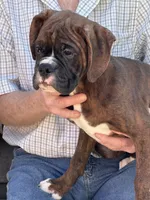 Daniel, a male Boxer for sale in California, MO – Photo 1 of 3