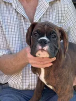 Daniel, a male Boxer for sale in California, MO – Photo 2 of 3