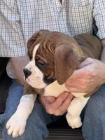 Flash, a male Boxer for sale in California, MO – Photo 3 of 4