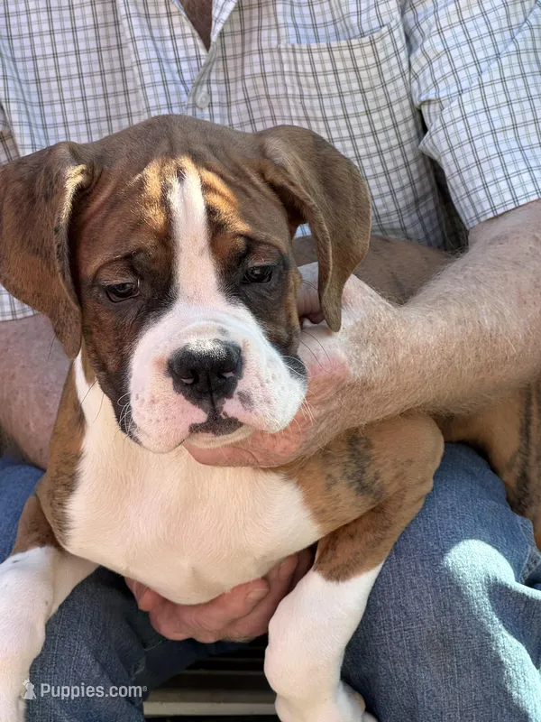 Flash – Boxer puppy for sale in California, MO