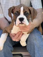 Flash, a male Boxer for sale in California, MO – Photo 4 of 4