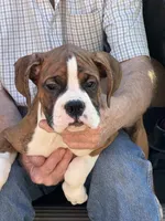 Flash, a male Boxer for sale in California, MO – Photo 2 of 4