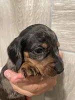 Boy 4, a male Miniature Dachshund for sale in Mesa, AZ – 2 of 3