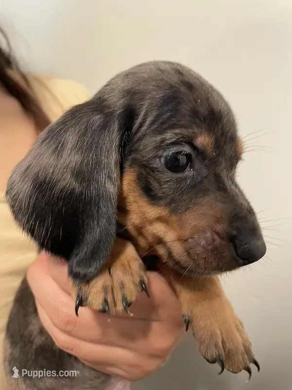 Boy 1, a male Miniature Dachshund for sale in Mesa, AZ – 1 of 3