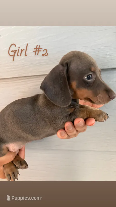 Girl #2 – Dachshund, Miniature Dachshund puppy for sale in Mesa, AZ