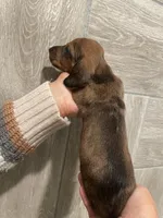 Female 1, a female Miniature Dachshund for sale in Mesa, AZ – 2 of 3