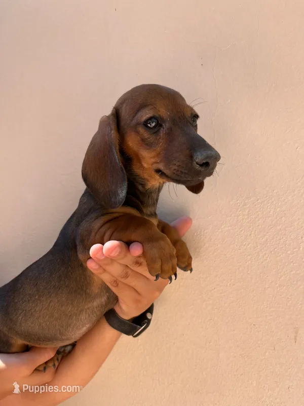Female 2  – Dachshund, Miniature Dachshund puppy for sale in Mesa, AZ
