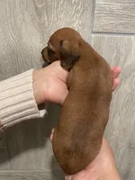 Boy 3 , a male Miniature Dachshund for sale in Mesa, AZ – 2 of 2