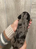 Boy 2 , a male Miniature Dachshund for sale in Mesa, AZ – 2 of 3