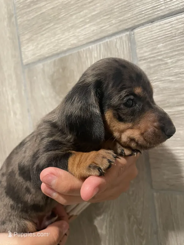Boy 1  – Miniature Dachshund puppy for sale in Mesa, AZ