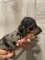 Boy 2 , a male Miniature Dachshund for sale in Mesa, AZ – 3 of 3