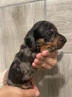 Boy 4, a male Miniature Dachshund for sale in Mesa, AZ – 1 of 3