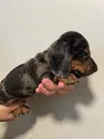 Boy 3, a male Miniature Dachshund for sale in Mesa, AZ – 4 of 4