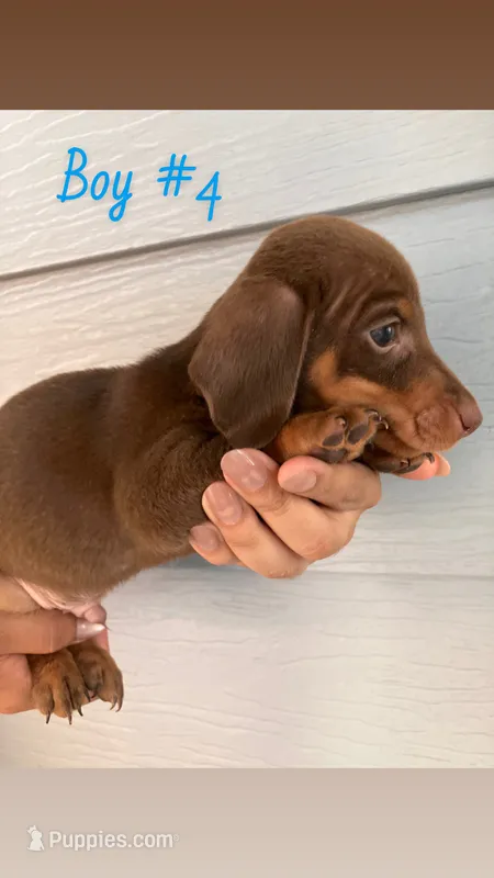 Boy#4 – Dachshund, Miniature Dachshund puppy for sale in Mesa, AZ