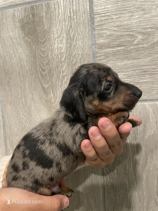 Boy 2  – Miniature Dachshund puppy for sale in Mesa, AZ
