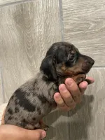 Boy 2 , a male Miniature Dachshund for sale in Mesa, AZ – 1 of 3
