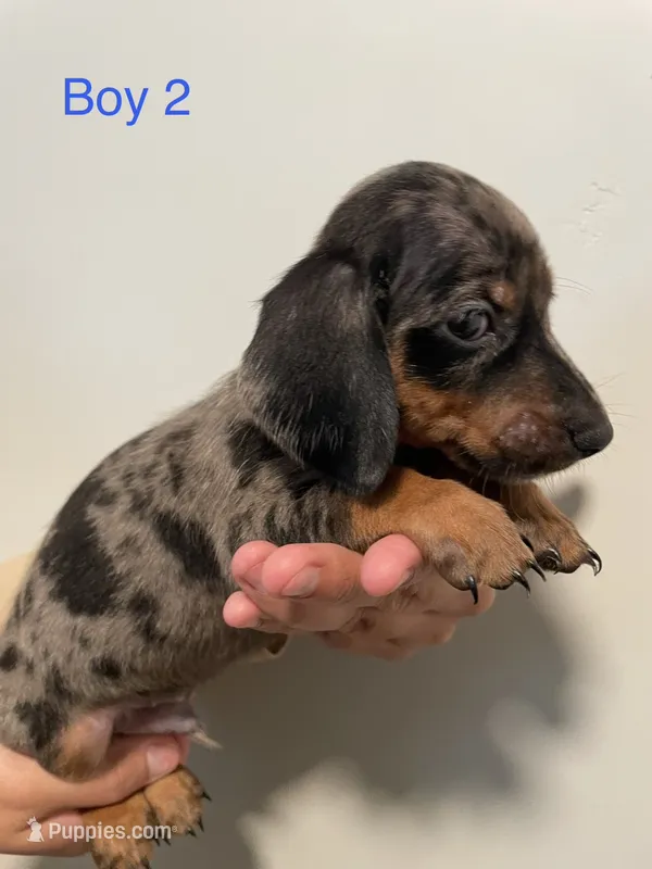 Boy 2, a male Miniature Dachshund for sale in Mesa, AZ – 1 of 3
