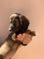 Female 1, a female Dachshund and Miniature Dachshund for sale in Mesa, AZ – 2 of 3