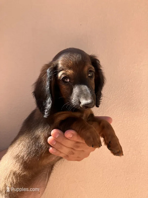 Female 1 – Dachshund, Miniature Dachshund puppy for sale in Mesa, AZ