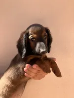 Female 1, a female Dachshund and Miniature Dachshund for sale in Mesa, AZ – 1 of 3