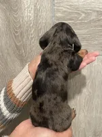 Boy 1 , a male Miniature Dachshund for sale in Mesa, AZ – 3 of 3