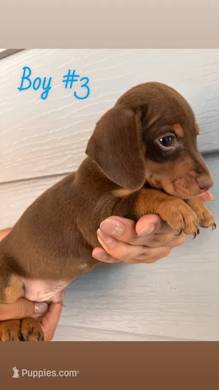 Boy 3 – Dachshund, Miniature Dachshund puppy for sale in Mesa, AZ