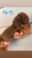 Boy 3, a male Dachshund and Miniature Dachshund for sale in Mesa, AZ – 1 of 1