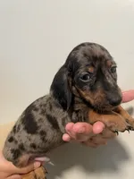 Boy 2, a male Miniature Dachshund for sale in Mesa, AZ – 3 of 3